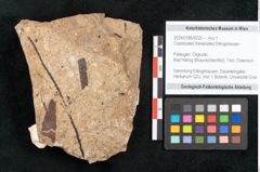 Foto (Objekt + Etikett) von Cupressites freneloides Ettingshausen (NHMW-GEO-2024-0188-8229)